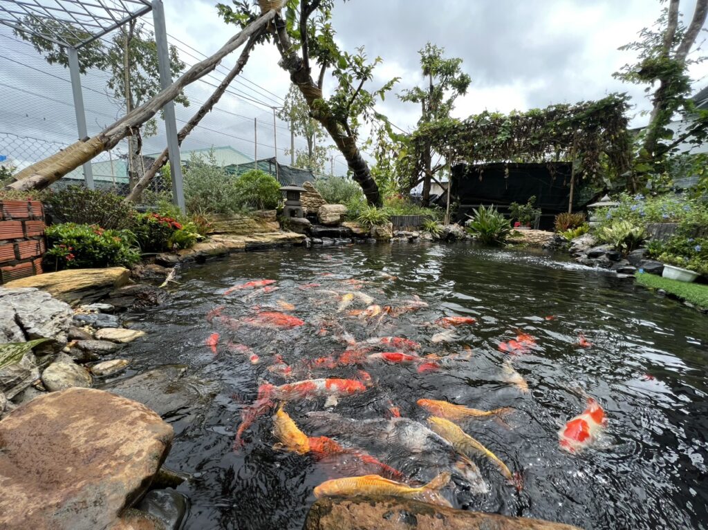 Hồ cá Koi lót bạc nhựa hdpe