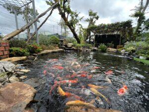 Hồ cá Koi lót bạc nhựa hdpe