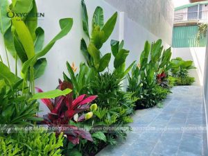 Thiết kế vườn nhiệt đới phong thủy