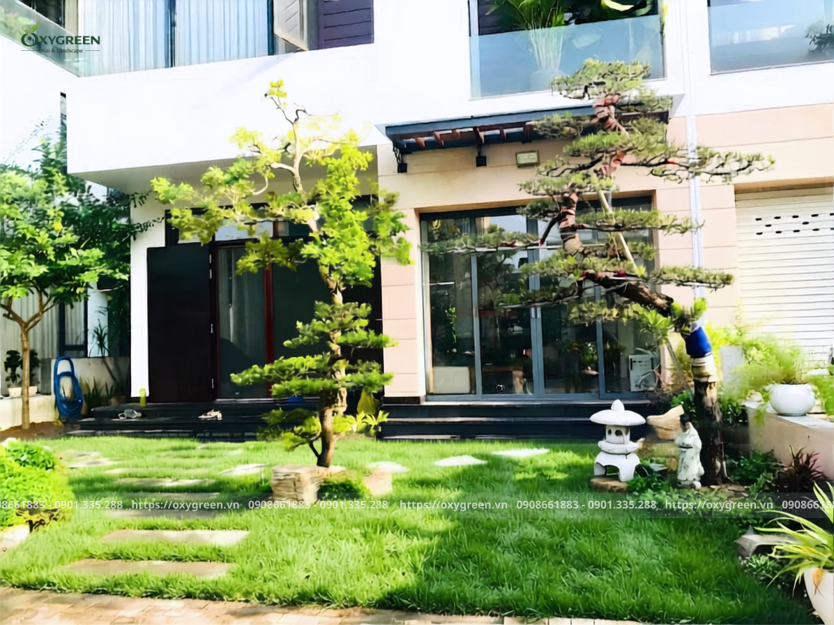 Lựa chọn cây xanh bản địa phù hợp cho thiết kế thi công sân vườn biệt thự