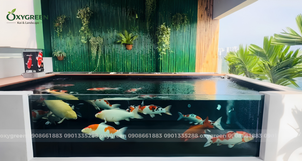 Thiết kế hồ cá Koi nhà phố vách kính