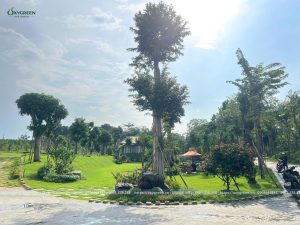 Sân Vườn Suối Rao: Bản Giao Hưởng Xanh Giữa Lòng Thiên Nhiên 2026